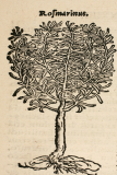 Salvia rosmarinus RCP3-10 002 ex Lobel 1576.jpg